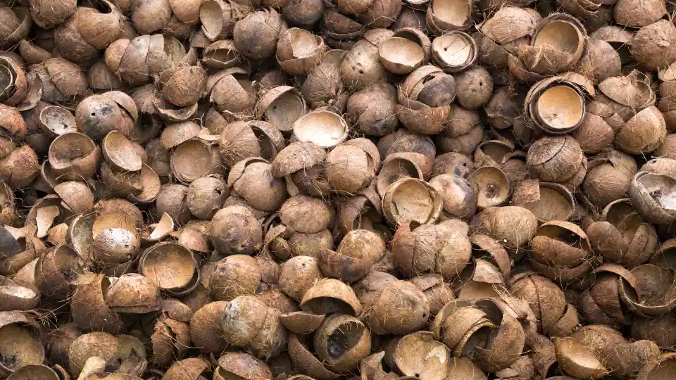 Coconut shells which is one of the raw material for Coconut Cell Charcoal Making Business